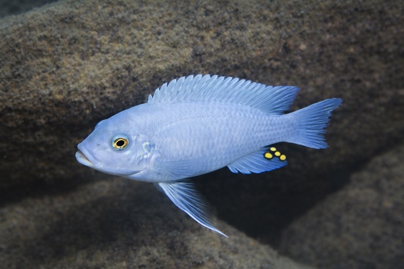 Maylandia zebra 'Cobwe'